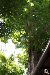 無患子（ムクロジ）